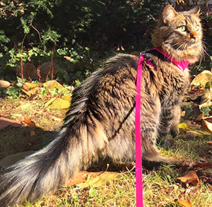 christopher slowinski family cat