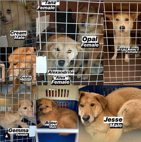 Saved Korean meat farm dogs