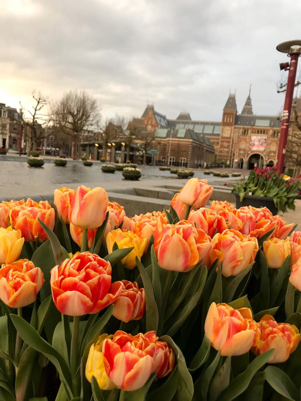 tulips