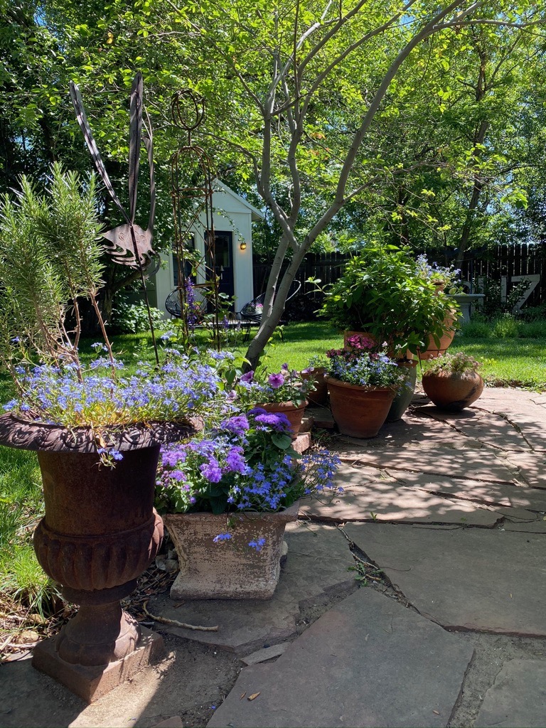 Hirschey's backyard in Colorado