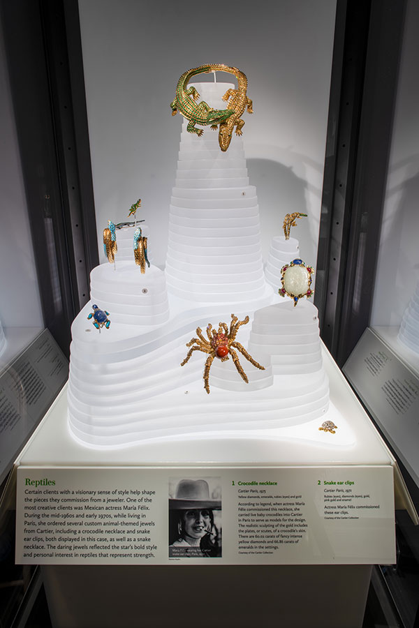 AMNH Creatures of Land case