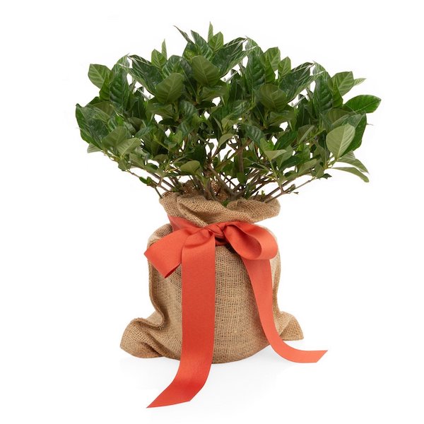 Hudson Grace Mini Gardinia tree