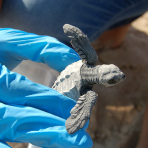 Baby turtle rehab CRRIFS