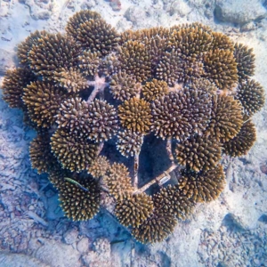 Reefscapers coral