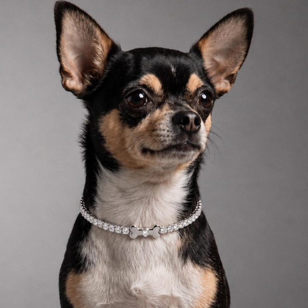 A sneak peek at D Diamond's yet-to-be-released Fancy