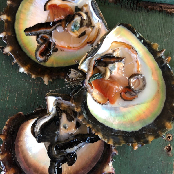 A species of pearl-making oyster