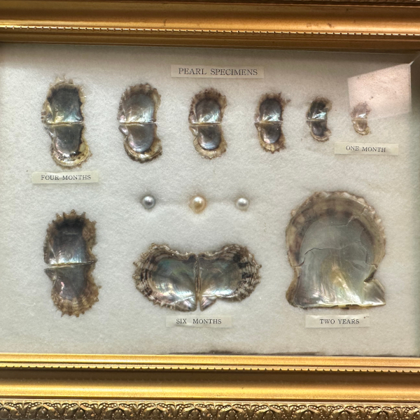 Pearls grow from oysters and their stages of maturation, Susan Eisen tells JCK reporter Sam Cooley, are a great learning tool